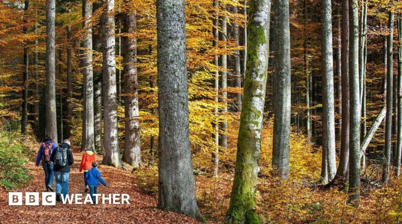 A family walking through a forest in autumn with brown leaves on the ground