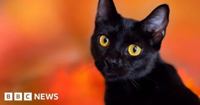 Terrassa: Catalonian town bans black cat adoptions during Halloween
