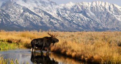 The 10 most visited national parks are open during the government shutdown. Here's what to expect if you go.