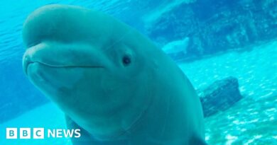 Thirty belugas in Canada face being euthanised. Can they be saved?