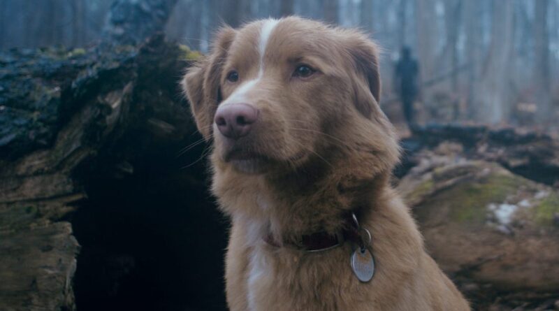 This horror movie starring a dog has the most heartfelt ending of the year