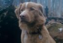 When Is Dog-Led Horror Movie ‘Good Boy’ Coming To Streaming?
