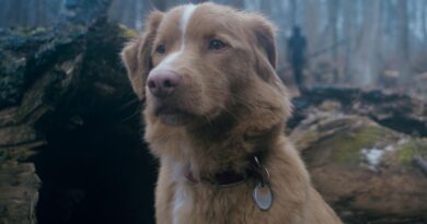 When Is Dog-Led Horror Movie ‘Good Boy’ Coming To Streaming?