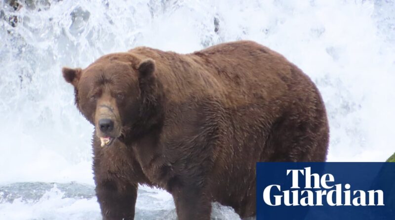 ‘Dominant on the river’: 32 Chunk crowned champion in ‘biggest Fat Bear Week yet’