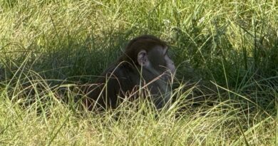 Research monkeys got loose after a truck overturned on a highway. Their owner, destination, and exact purpose remain shrouded in mystery | Fortune