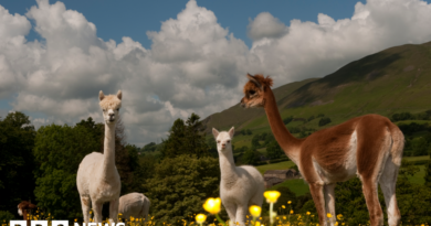 Alpacas, buses and pints: Five laws you may have missed in 2025