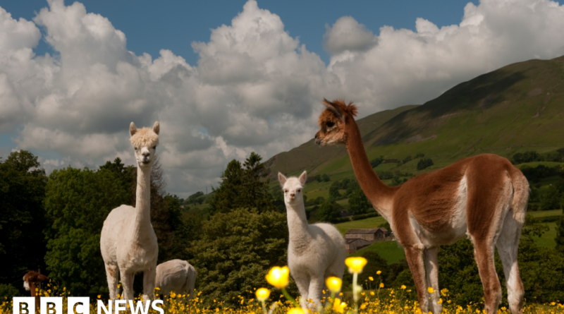 Alpacas, buses and pints: Five laws you may have missed in 2025