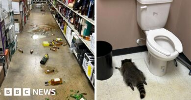 Drunk raccoon found passed out on liquor store floor after breaking in