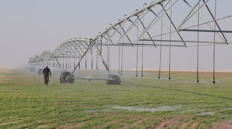 Iraq's dreams of wheat independence dashed by water crisis