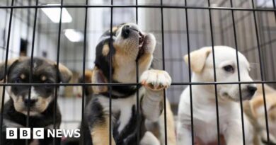Puppy farm and trail hunt ban promised in animal welfare strategy