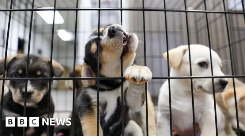 Puppy farm and trail hunt ban promised in animal welfare strategy