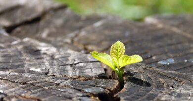 Small-Cap Value At A 100-Year Extreme: Why AVUV ETF Is A Strong Buy (NYSEARCA:AVUV)