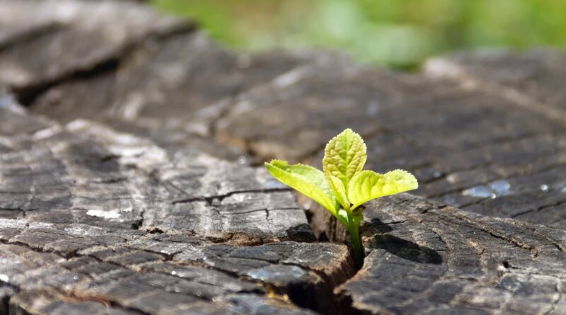 Small-Cap Value At A 100-Year Extreme: Why AVUV ETF Is A Strong Buy (NYSEARCA:AVUV)