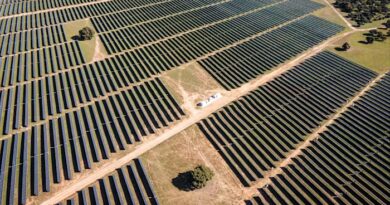 Rows of solar panels at a solar park with several trees growing in spaces between the panel arrays.