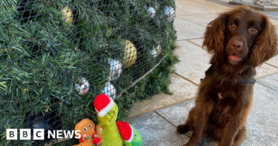 The working dogs that don't stop for the festive season