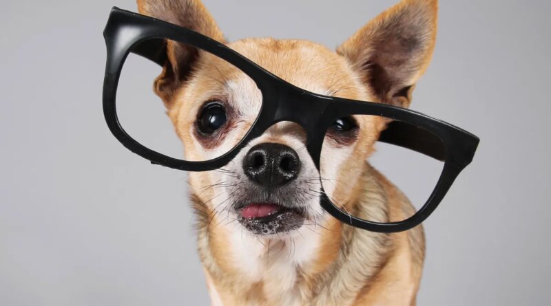 These are the best gadgets for your pet right now | TechCrunch