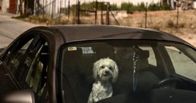 dog in car
