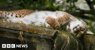 Lynx left to starve now living happy, enriched lives, says park