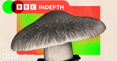 Should the NHS really use magic mushrooms to treat mental health?