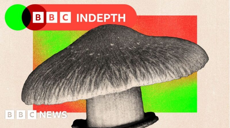 Should the NHS really use magic mushrooms to treat mental health?