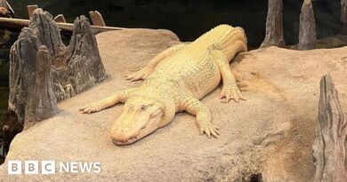 Thousands in San Francisco mourn beloved albino alligator, Claude