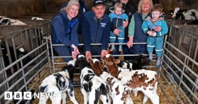 'Exceptionally rare' - farmer shocked after five calves born from one cow
