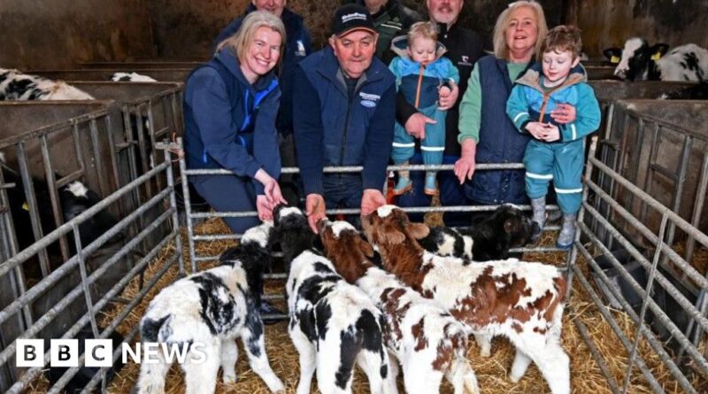 'Exceptionally rare' - farmer shocked after five calves born from one cow