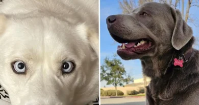 Amazon CEO says the pet-finder AI tool on Ring Doorbells helped bring home 99 dogs home in 90 days