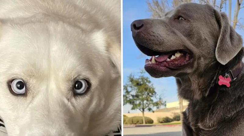 Amazon CEO says the pet-finder AI tool on Ring Doorbells helped bring home 99 dogs home in 90 days