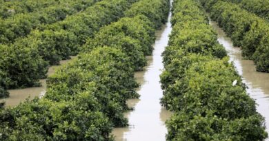 Floods wreak havoc in Morocco farmlands after severe drought