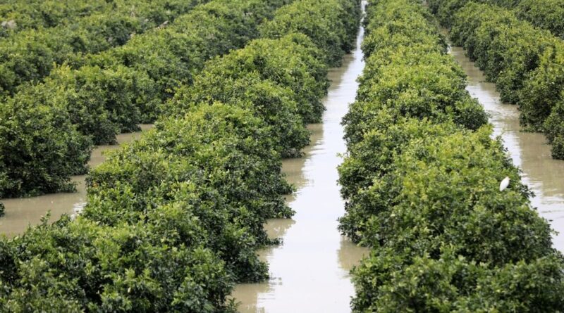 Floods wreak havoc in Morocco farmlands after severe drought