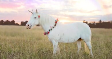 unicorn in field with rainbow