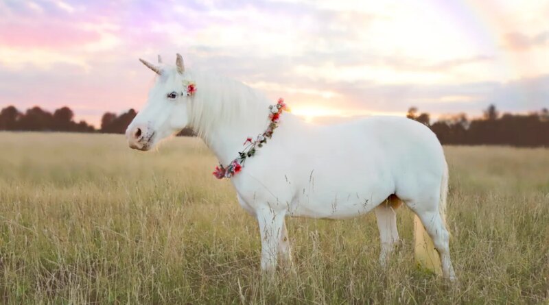 unicorn in field with rainbow