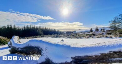 Sun in the blue sky above snow covered field and fallen tree, with a pine forest in the distance