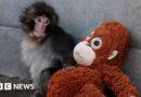 Viral monkey Punch rejected by mother given stuffed orangutan