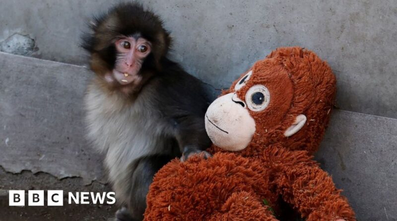 Viral monkey Punch rejected by mother given stuffed orangutan