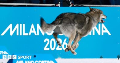 A dog running at the Olympic cross country