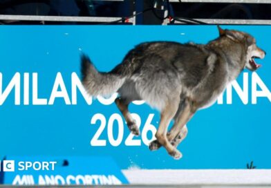 A dog running at the Olympic cross country