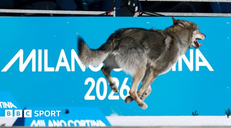 A dog running at the Olympic cross country