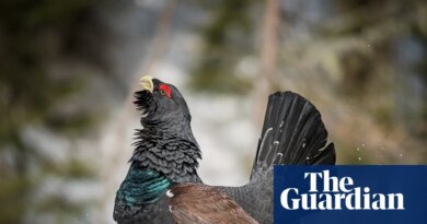 ‘We are hopeful’: small signs of recovery for Scotland’s rare capercaillie bird