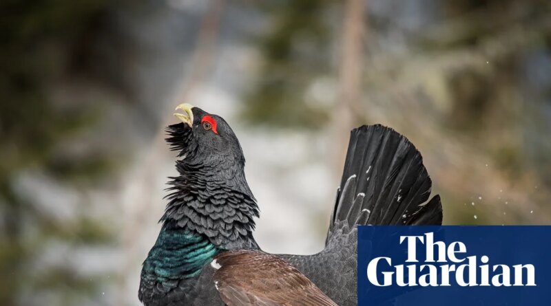 ‘We are hopeful’: small signs of recovery for Scotland’s rare capercaillie bird