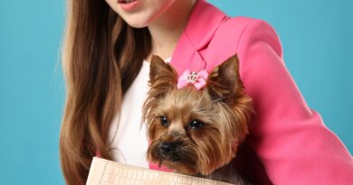 20 March Dogcatcher Favorite Toy Dog Dividend Fetchers