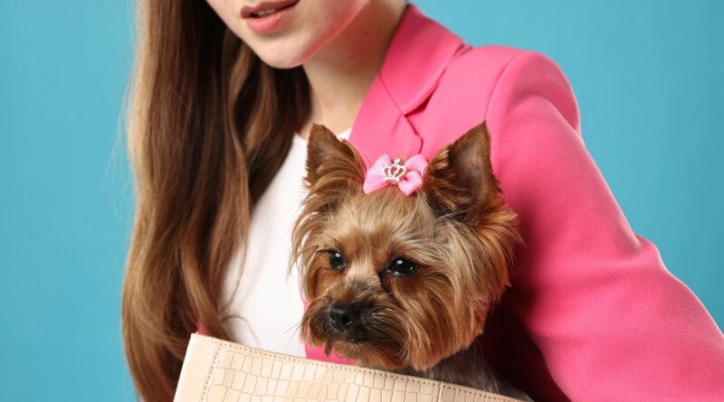 20 March Dogcatcher Favorite Toy Dog Dividend Fetchers