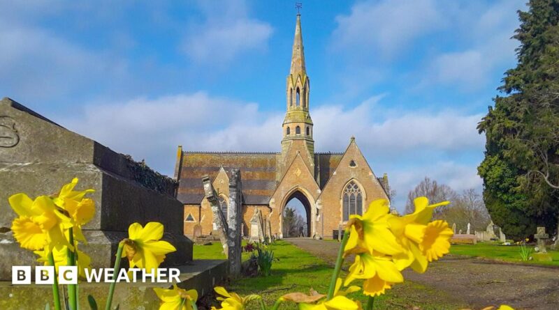 Yellow daffodils blooming in front of a church with a tall spire and mostly blue sky above