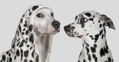 Dalmatian dog startled by white dog wearing hoodie with with spots, pretending to be a Dalmatian