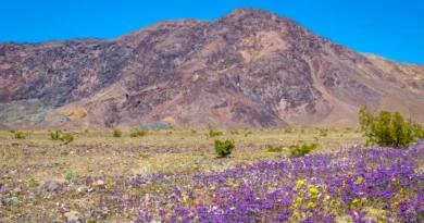 I've been to all 63 major US national parks. There are 6 I always tell people to visit in the spring.