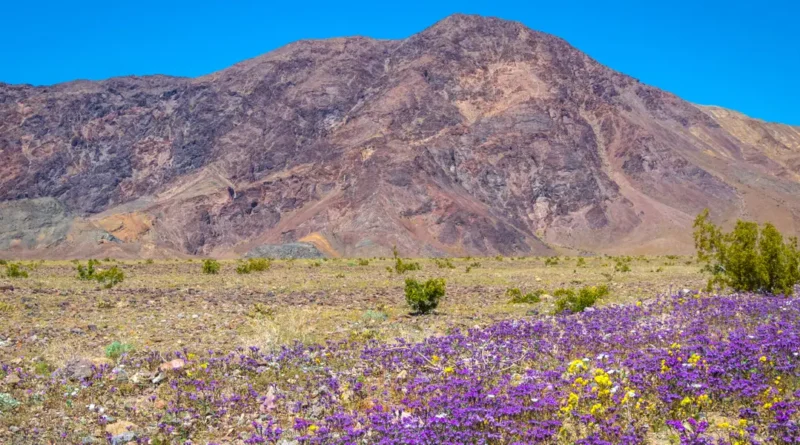 I've been to all 63 major US national parks. There are 6 I always tell people to visit in the spring.