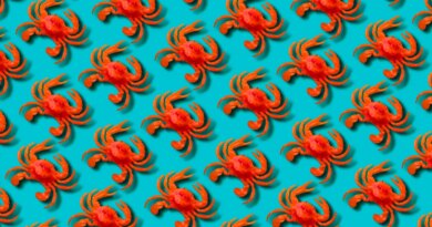 Red toy crab on blue background