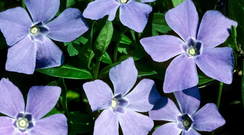 Periwinkle is making self-hosted social media on Bluesky's AT Protocol even easier | TechCrunch