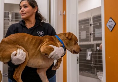 Pricier vet care: Fewer visits but still many $11,000 surgeries | Fortune